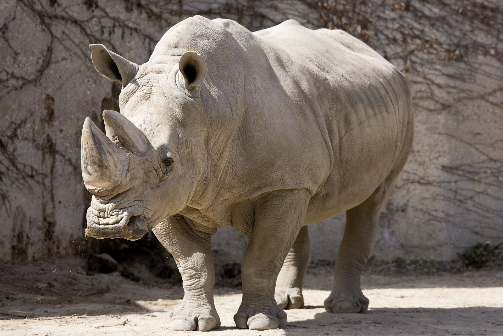Zoo Volunteers